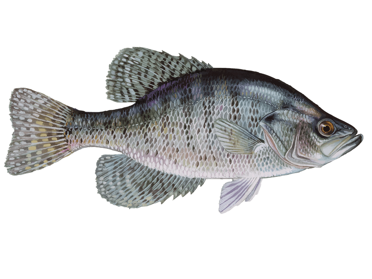 Crappie